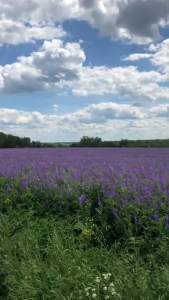 Ett Stort Fält Lavendel Lila Blommor Svajande Vinden Lissabon Portugal — Stockvideo