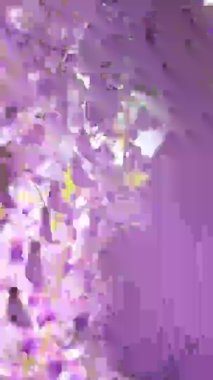 Royal Purple Wisteria - Kokulu Salkımlar Canlı Bitki, kümelerde sallanan mor çiçekler