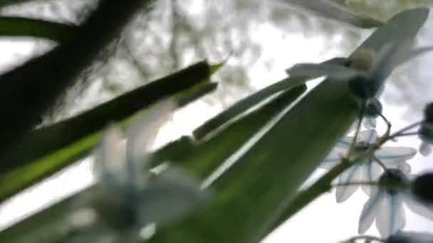 Цветы Трава Против Голубого Неба — стоковое видео
