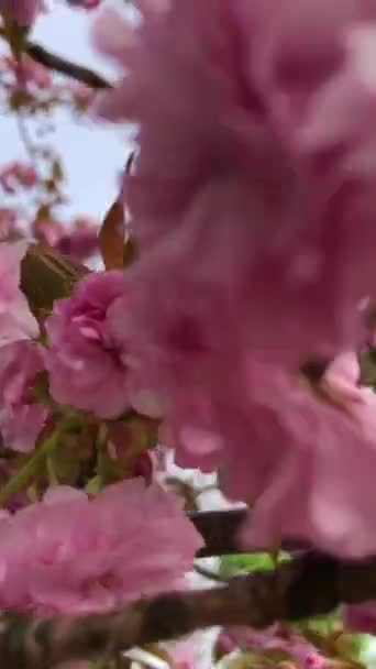 Růžové Květy Jabloně Houpají Větru — Stock video