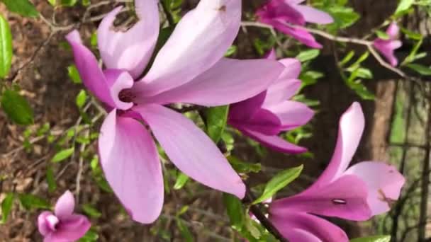 Egy Virágzó Magnólia Bokor Rózsaszín Virágokkal Szélben — Stock videók