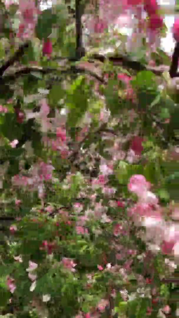 Розовые Цветы Яблони Раскачиваются Ветру — стоковое видео