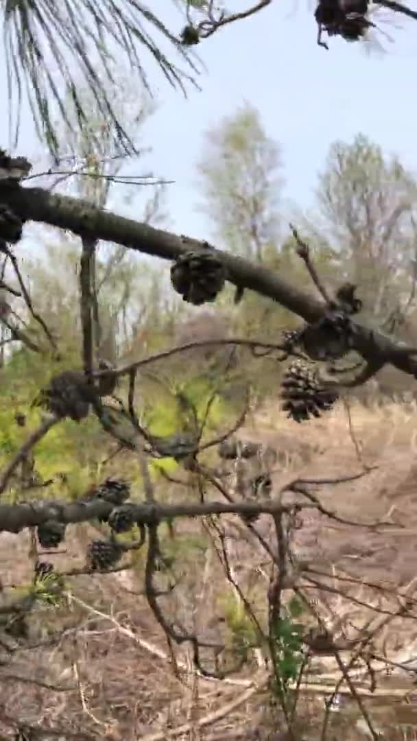 乾いた茂みの背景に対するコーン付きの乾燥した枝 — ストック動画