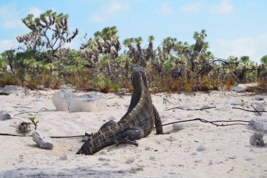 Küba 'nın Cayo Largo adasında deniz iguanası