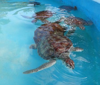 Deniz kaplumbağaları Küba 'da bir havuzda yüzerler.