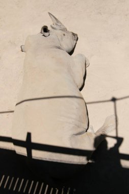 Büyük beyaz bir gergedanın portresi