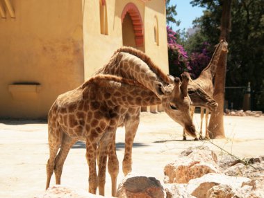 Birbirine dolanmış iki zürafa, bir çift vahşi hayvan, sevimli zürafa ailesi.