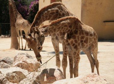 Dubai 'deki hayvanat bahçesinde iki zürafa, Birleşik Arap Emirlikleri.