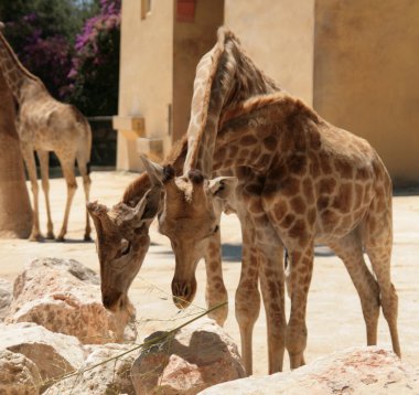 Hayvanat bahçesindeki zürafalar, arka plan olarak fotoğraf.