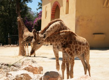 Barselona 'da bir hayvanat bahçesinde iki zürafa..