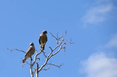 Kırmızı kuyruklu Şahin (Buteo jamaicensis) bir ağaca tünemiştir.