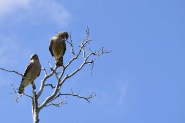 Botsvana, Okavango Deltası 'nda bir ağaçta diz çök.
