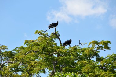Everglades Ulusal Parkı, doğal yaşam alanında nadir bulunan kuşlar, Miami, Florida, ABD