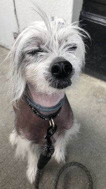 Sokakta tasmalı Çin armalı bir köpeğin portresi.