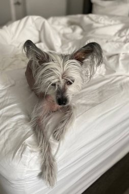 Çin armalı köpek otel odasında bir yatakta yatıyor..