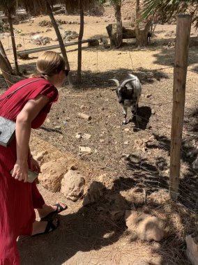 Güneşli bir günde çiftlikte keçi besleyen genç bir kadın..