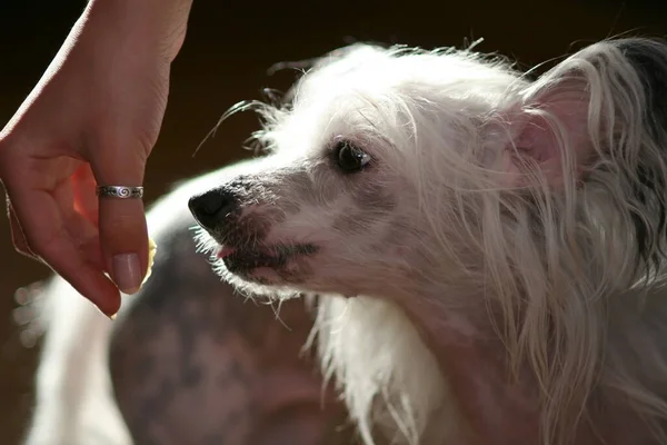 chinese crested dog in the hands of a woman close-up