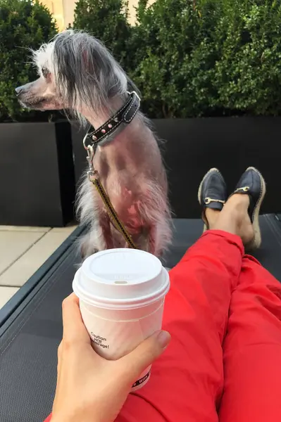 A Chinese Crested Dog with a Cup of Coffee in his Hand