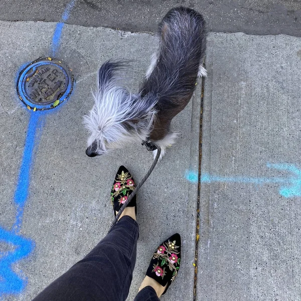 Dog and woman\'s legs on the sidewalk