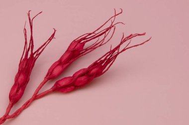 Fotokopi alanı ile kırmızı dekoratif başlık dokusu, metin yeri ile pembe arkaplan