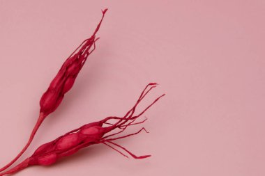 Fotokopi alanı ile kırmızı dekoratif başlık dokusu, metin yeri ile pembe arkaplan