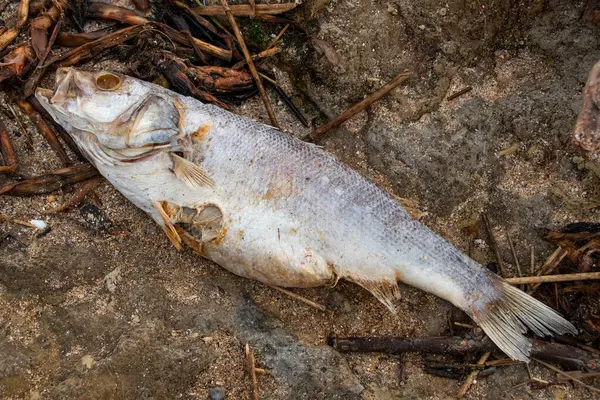Dead fish on the river bank. Dead fish on the river bank.