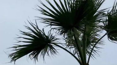Rüzgarda sallanan palmiye yaprakları gökyüzüne karşı
