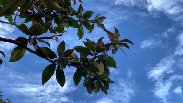 Grandes Folhas Verdes Oscilam Vento Contra Céu Azul Dia Ensolarado — Vídeo de Stock