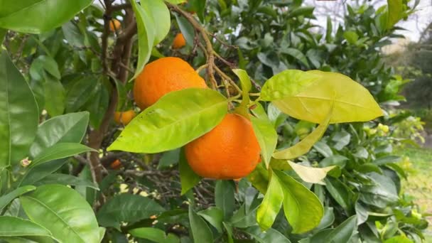 Dojrzałe Pomarańcze Drzewie Ogrodzie Zbliżenie — Wideo stockowe