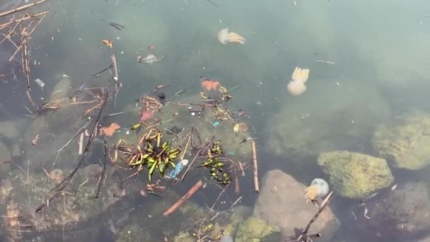 Медузы Рыбы Водах Атлантического Океана — стоковое видео