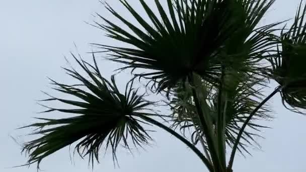 Feuilles Palmier Balancent Dans Vent Contre Ciel — Video