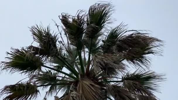 Пальмовые Листья Качаются Ветру Против Неба — стоковое видео