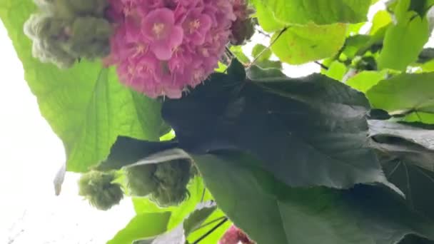 Yemyeşil Çalı Yemyeşil Çiçeklerle Çiçek Açıyor — Stok video