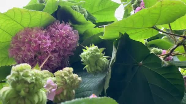 Green Bush Blooming Lush Pink Flowers — Stock Video