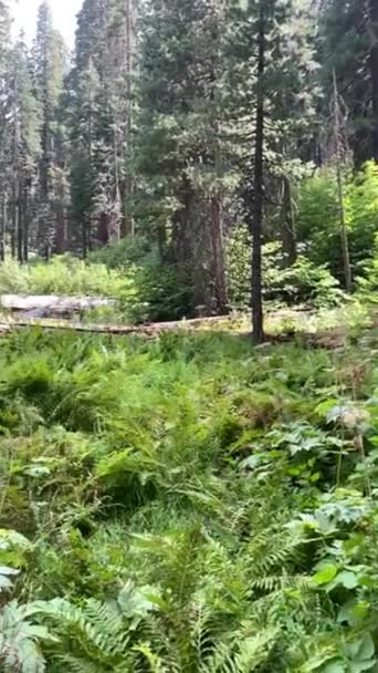 加利福尼亚红杉国家公园中的巨大红杉树 美国野生动物景观 — 图库视频影像