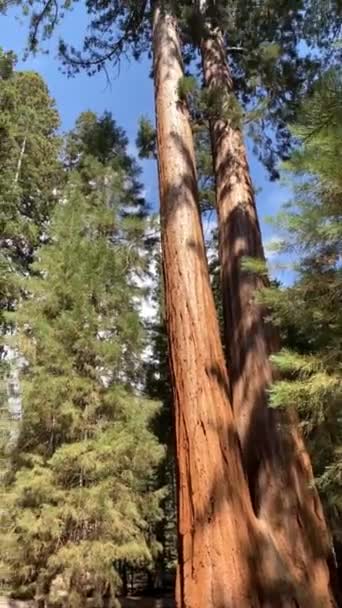 加利福尼亚红杉国家公园中的巨大红杉树 美国野生动物景观 — 图库视频影像