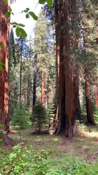 Sequoia Ulusal Parkı Kaliforniya Daki Dev Sequoia Ağaçları Abd Vahşi — Stok video