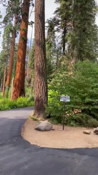 Гігантські Дерева Sequoia Національному Парку Sequoia Каліфорнія Сша Пейзаж Дикої — стокове відео