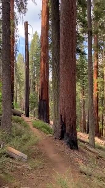 Giant Sequoia Trees Sequoia National Park California Wildlife Landscape — Stock video