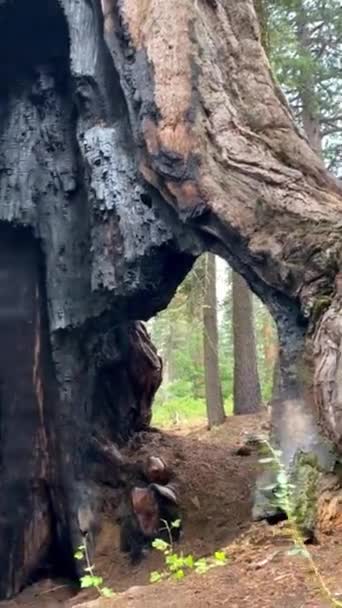 Гигантские Деревья Секуа Национальном Парке Секуа Калифорния Ландшафт Дикой Природы — стоковое видео