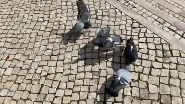 Pigeons Fight Food Cobblestone Street City Center — Stock Video