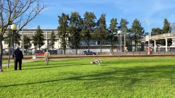 Pies Biega Zielonym Trawniku Parku Miejskim Lizbona Portugalia — Wideo stockowe