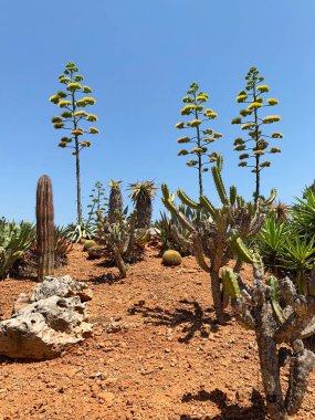 Çölün arka planında kaktüs, vahşi yaşam manzarası