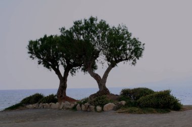 Ege Denizi kıyısında iki çam ağacı.
