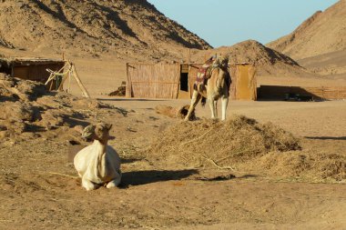 Mısır çölündeki Bedeviler, Sharm El Sheikh