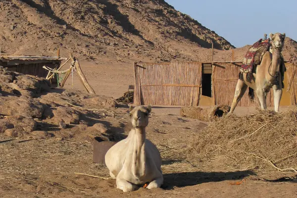 Sahra Çölü, Mısır, Göçebe Bedevi Mısır Çölü 'ndeki yaşam