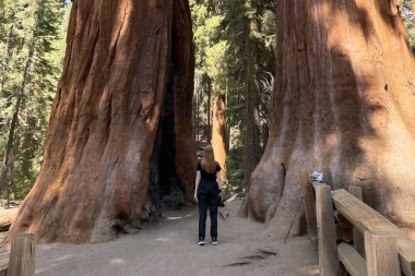 Sequoia Ulusal Parkı 'ndaki Giant Sequoias, Kaliforniya, ABD