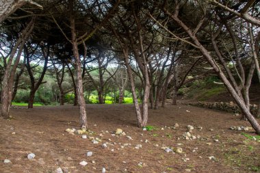 Yunanistan 'ın Girit adasındaki parkta çam ağaçları