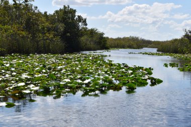 Florida 'da gölün yüzeyinde beyaz nilüferler var.