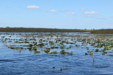 Botsvana, Okavango Deltası 'nın su yüzeyinde Lily pedleri var..